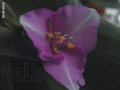 Tradescantia Sillamontana