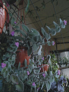 Tradescantia Sillamontana