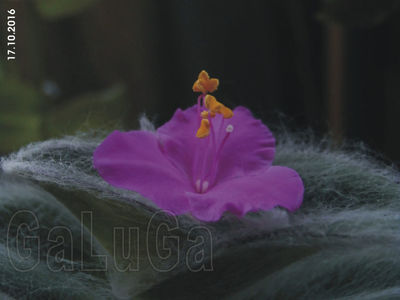 Tradescantia Sillamontana