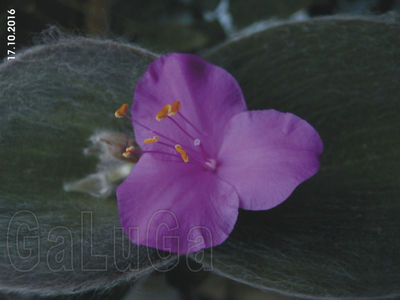 Tradescantia Sillamontana