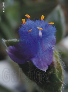 Tradescantia Somaliensis