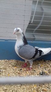 Femula 2015; Cazatoare
