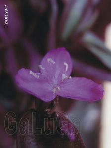 Tradescantia Zebrina Purpussi