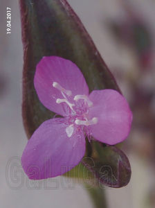 Tradescantia Zebrina Purpussi