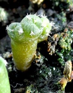 Lophophora Jourdaniana; dicotomic
