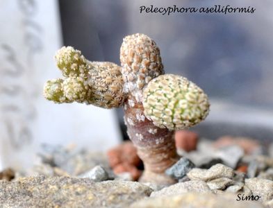 Pelecyphora aselliformis 5 capete