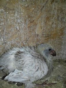 puiul galbeni; Mama lui a fost mâncată de pisica
