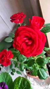 Tradafiri pitici; Tradafiri 2017
