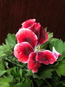 Aristo Red Beauty