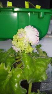 20 apr (8)