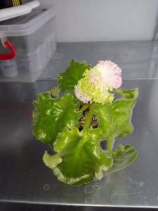 20 apr (5)