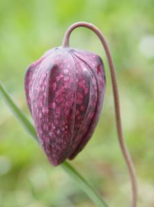 Lalea pestrita -  aprilie 2017