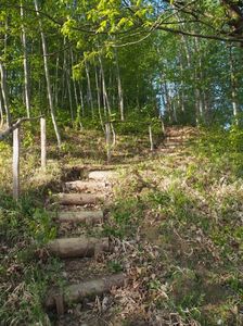 Infrunzeste paduricea ... in aprilie 2017