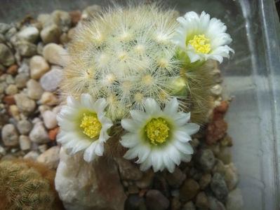 Mammillaria-carmaene