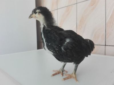 Negru la 1 luna
