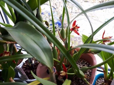 maxillaria tenuifolia 2017.04.22