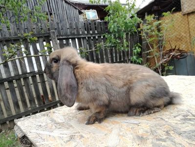 Vandut in Arges