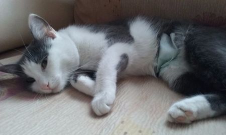 Sterilizare Elsa