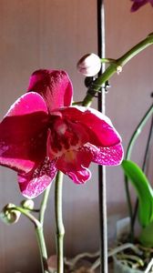 Orhidee 25.04.17