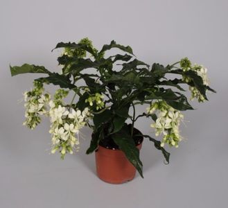 clero-13cm-640-583