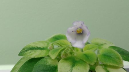Prima floricica