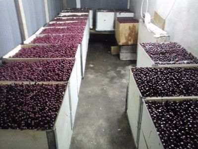 Fortarea butasilor altoiti; Fortarea vitelor altoite
