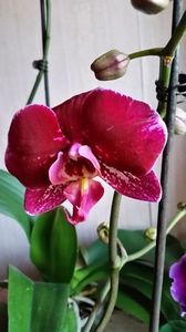 Orhidee; Aprilie 2017
