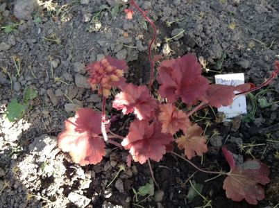 image; cherry cola- anthesis
