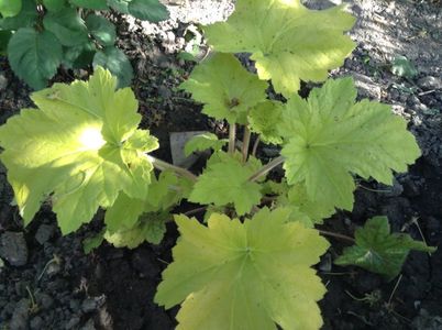image; electric lime- anthesis
