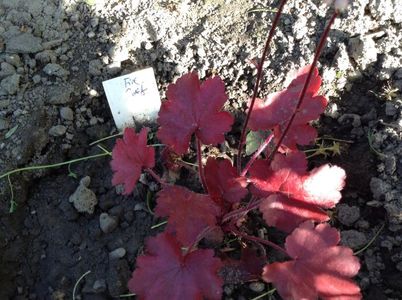 image; fire chief- anthesis
