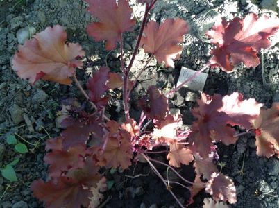 image; peach crips- anthesis
