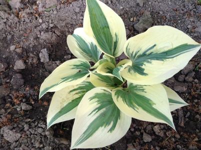 image; blue ivory- anthesis
