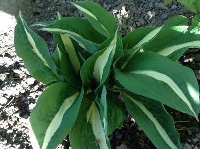 image; risky business- anthesis
