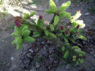 image; picea push- dianadia

