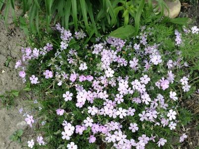 image; phlox
