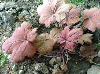 multumesc, floralia; red flame
