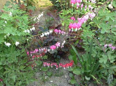 image; dicentra roz, alba si rosie- peticom
