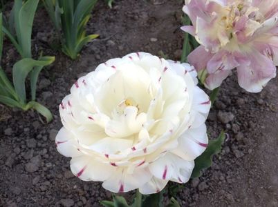 image; lalea danceline- planteo
