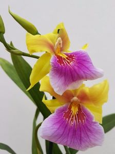 Miltonia Sunset - 50 lei