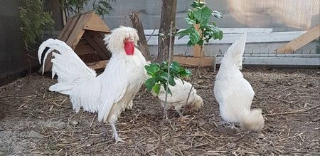 MOTATA OLANDEZA ALBA