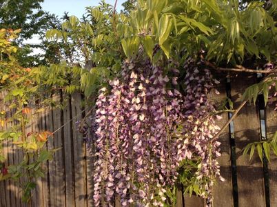 image; Wisteria floribunda-dedeman
