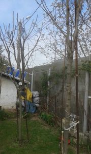 mur fara tepi; de la plantedepsebite. va multumesc
