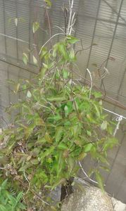 clematite