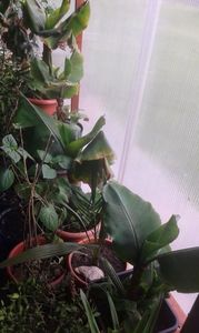 musa dwarf si tropicală pitici