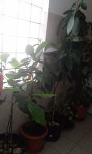 avocado