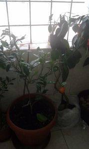 portocali; de la plantedeosebite. va multumesc
