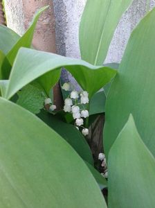 Convallaria majalis