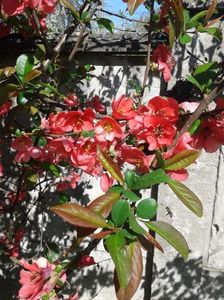 Chaenomeles japonica