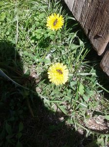 Taraxacum officinale