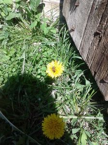 Taraxacum officinale